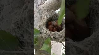 Amazing Shrike Nest Discovery  Adorable Baby Shrike Birds in Action [upl. by Oberstone]