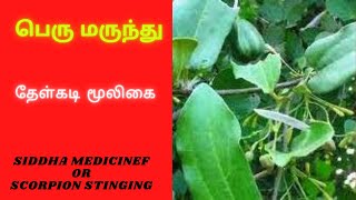 பெரு மருந்து கொடி l Peru Marunthu kodi l Aristolochia Indica For All Kinds Poisonous biting [upl. by Dosi]