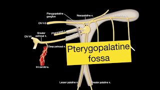 Pterygopalatine fossa [upl. by Nired]