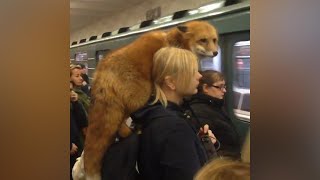 In metro con la volpe in spalla Ma gli altri passeggeri non battono ciglio [upl. by Tully407]