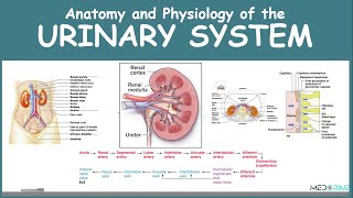 Anatomy and Physiology of the Urinary System Simplified [upl. by Quenby]