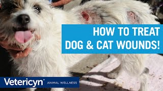 How To Treat Dog amp Cat Wounds with Vetericyn Liquid and Antimicrobial Hydrogel [upl. by Frulla]