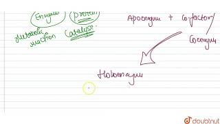 a What are cofactors  Give one example b Differentiate between apoenzyme coenzyme and pro [upl. by Trilbee79]