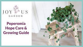 PEPEROMIA HOPE CARE KEY TIPS FOR GROWING THIS SWEET HANGING PLANT [upl. by Cherianne917]