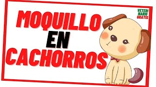 ✅ SÍNTOMAS DEL MOQUILLO NERVIOSO EN PERROS ✅ veterinariogratismoquillo [upl. by Aihsemek]