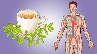 6 Incredible Benefits of Marjoram Tea [upl. by Monahan]