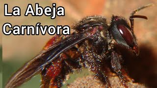 La Abeja Carnívora de Nueva Zelanda [upl. by Glenn934]