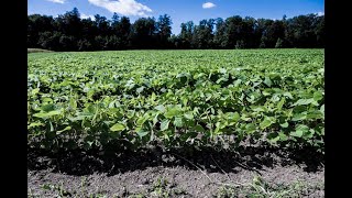 Regenerative Landwirtschaft  gesündere Erde bessere Lebensmittel [upl. by Eellehs765]