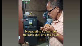 Magaling sumambot ng pandesal ang mga alagang aso [upl. by Anselmi]