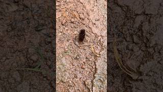 Trilobite Beetle 🪲 youtubeshorts shortvideo travel shortsfeed [upl. by Clower]