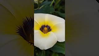 White alder bunga lidah kucing flowers plants [upl. by Appleton29]