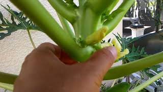 How to grow Papaya trees short and set fruits early  part 2 of 3 [upl. by Barn]