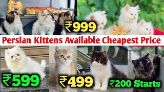 Cheap Price Persian Kittens Available For Sale in Delhi NCR  All Colours Cats  Cash on Delivery [upl. by Ehcor]