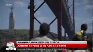 Aranhas gigantes em Portugal  Notícia de Última Hora [upl. by Hoem553]