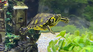 How to take good care of yellow belly slider turtles [upl. by Natehc]