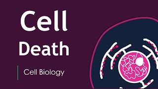 Does our cell die Cell Death  Basic Science Series [upl. by Attevad540]