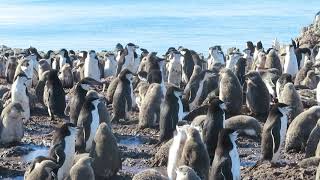 Chinstrap Penguins Gone Wild A Predator a Petrel is Found In the Group They Peck Into Action [upl. by Cates]