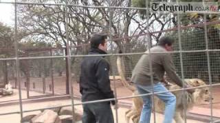 Telegraph journalist gets mauled by Lion [upl. by Oniram181]