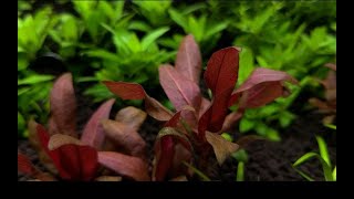 Cryptocoryne Parva  Unboxing and Planting [upl. by Anyahs]