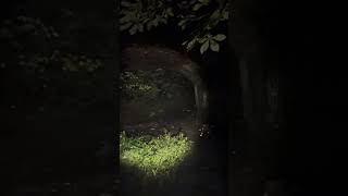 Ghost hunt at Longton park ghosthunting creepy gothic scary creepyshorts haunted bridge uk [upl. by Mira]