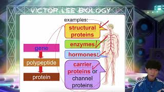 HKDSE Biology Basic Genetics Part 1 [upl. by Neenaj]