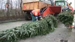 Inzameling kerstbomen in Hollands Kroon [upl. by Prudi266]