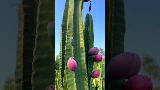 Night  Blooming Cactus What Do You Call This Fruit satisfying shot [upl. by Yelime]