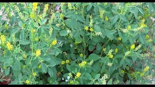 الحندقوق الطبي او اكليل الملك Melilotus officinalis [upl. by Aitra329]