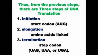 Steps of DNA Translation [upl. by Sheppard]