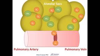 Alveolar Exchange Animation  Respiratory Physiology [upl. by Smaoht]