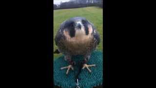 Intermewed Peregrine Tiercel in training [upl. by Eben]