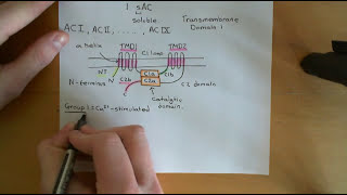 Cyclic AMP Signalling Part 2 [upl. by Oran]