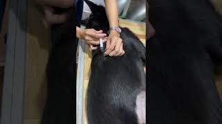 Injection amoxcillin on dog shortvideo vetcare animals vetvisit tickbornedisease [upl. by Idroj778]