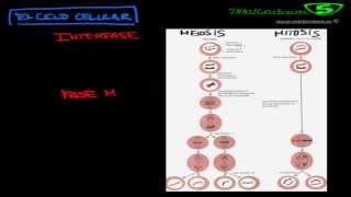 MITOSIS Y MEIOSIS EL CICLO Y LA DIVISION CELULAR [upl. by Wood]