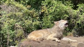 Gray Wolf Howls with Endangered Red Wolves [upl. by Felizio]