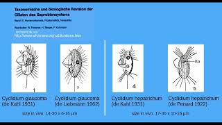 The freshwater ciliates Cyclidium glaucoma and C hepatrichum [upl. by Lletram]