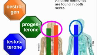 Human endocrine system Role of hormones of the Gonads [upl. by Akeirahs174]