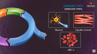 Cell cycle checkpoints and regulation Animation [upl. by Nason]