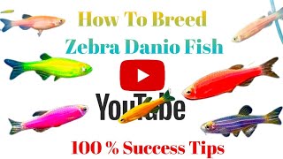 Zebra Danio Breeding in Hindi [upl. by Rainie]