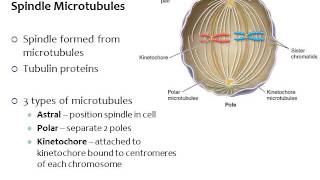 BI177 Chapter 15 Cell Cycle Mitosis Meiosis  Part 2 of 4 [upl. by Cacka]