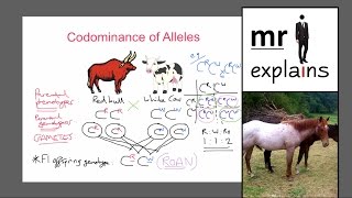 mr i explains Codominance of Alleles IGCSE Inheritance and Variation [upl. by Onairda]