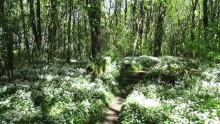 Penrhos walled garden meandering the path to shackletons rest [upl. by Nazus]