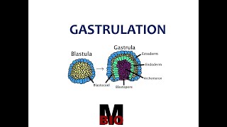 GASTRULATION amp MORPHOGENETIC MOVEMENTS [upl. by Skoorb779]