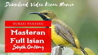 Masteran Suara Burung Sogok Ontong Full Isian  Masteran Sogok Ontong Durasi Panjang [upl. by Winfred]