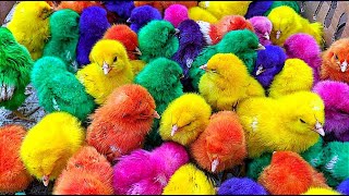 World Cute Chickens Colorful Chickens Rainbows Chickens Cute Ducks Cat Rabbit Cute Animals [upl. by Hearn393]