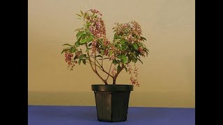 Andromeda Pieris Bonsai Tree  Pieris japonica is a common garden species [upl. by Dnamra607]