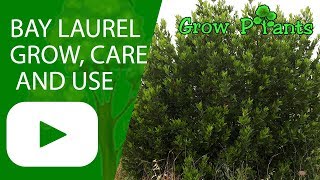 Laurus nobilis  Bay laurel  grow care and use [upl. by Atinehs]