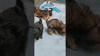 Cute Brussels Griffon puppies puppy brusselsgriffon [upl. by Alitta]