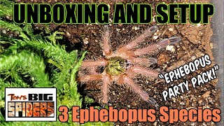 Ephebopus Genus quotParty Packquot Unboxing ft Three Ephebopus Species [upl. by Colwen]