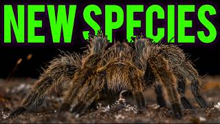 DISCOVERED  BRAND NEW Tarantula amp Centipede Species [upl. by Tilly470]